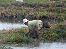 Pêcheur - Hoi An - Vietnam